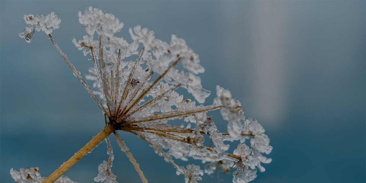 Eisblume